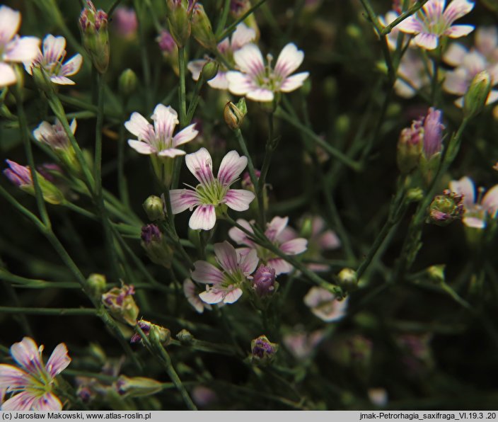 Petrorhagia saxifraga (goździcznik skalnicowy)