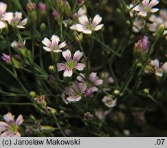 Petrorhagia saxifraga (goździcznik skalnicowy)