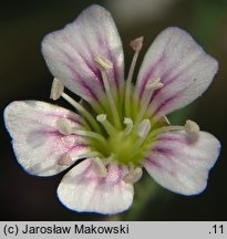 Petrorhagia saxifraga (goździcznik skalnicowy)