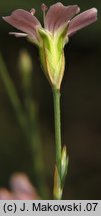 Petrorhagia saxifraga (goździcznik skalnicowy)