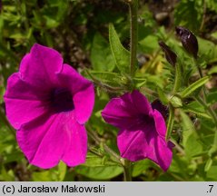 Petunia violacea