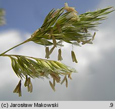 Phalaris arundinacea