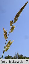 Phalaris arundinacea