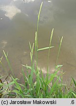 Phalaris arundinacea