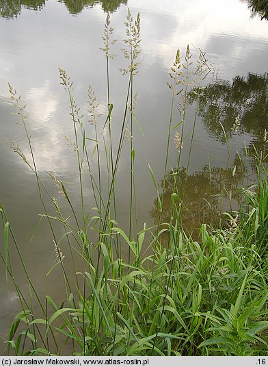 Phalaris arundinacea