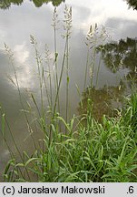 Phalaris arundinacea