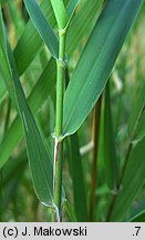 Phalaris arundinacea