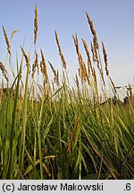 Phalaris arundinacea