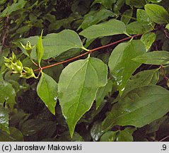 Philadelphus coronarius