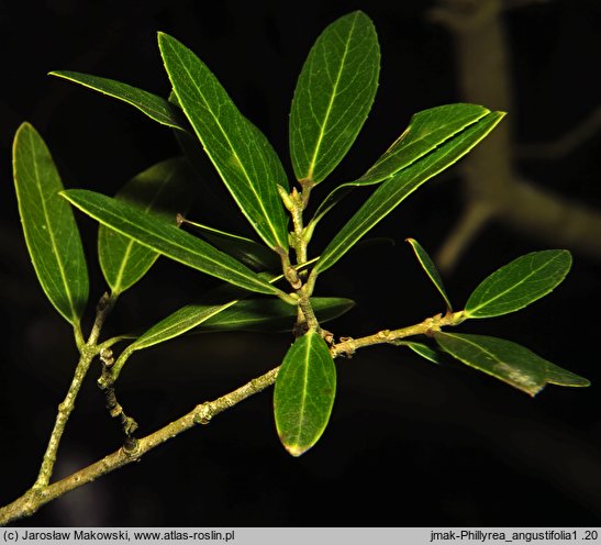 Phillyrea angustifolia (filirea wąskolistna)