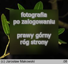 Phillyrea angustifolia (filirea wąskolistna)