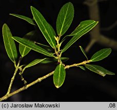 Phillyrea angustifolia (filirea wąskolistna)