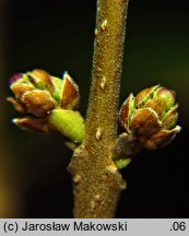 Phillyrea angustifolia (filirea wąskolistna)