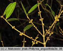 Phillyrea angustifolia (filirea wąskolistna)