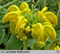 Phlomis fruticosa (żeleźniak krzewiasty)