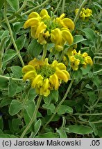 Phlomis fruticosa (żeleźniak krzewiasty)