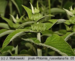 Phlomis russeliana (żeleźniak żółty)