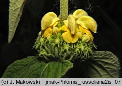 Phlomis russeliana (żeleźniak żółty)