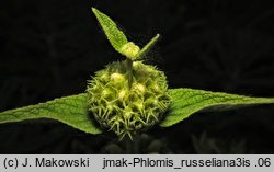 Phlomis russeliana (żeleźniak żółty)