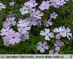 Phlox douglasii (płomyk Douglasa)