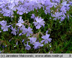 Phlox subulata (floks szydlasty)