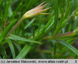 Phlox subulata (floks szydlasty)