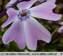 Phlox subulata (floks szydlasty)