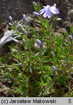 Phlox subulata (floks szydlasty)