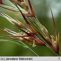 Phragmites australis (trzcina pospolita)