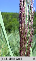 Phragmites australis (trzcina pospolita)