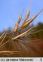 Phragmites australis