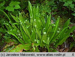 Asplenium scolopendrium (języcznik zwyczajny)