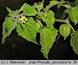 Physalis peruviana (miechunka peruwiańska)