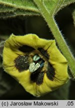 Physalis peruviana (miechunka peruwiańska)