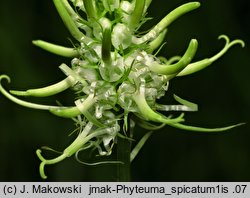 Phyteuma spicatum (zerwa kłosowa)