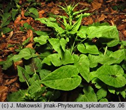 Phyteuma spicatum (zerwa kłosowa)