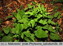 Phyteuma spicatum (zerwa kłosowa)