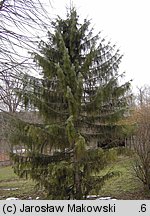 Picea breweriana