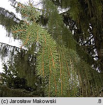 Picea breweriana