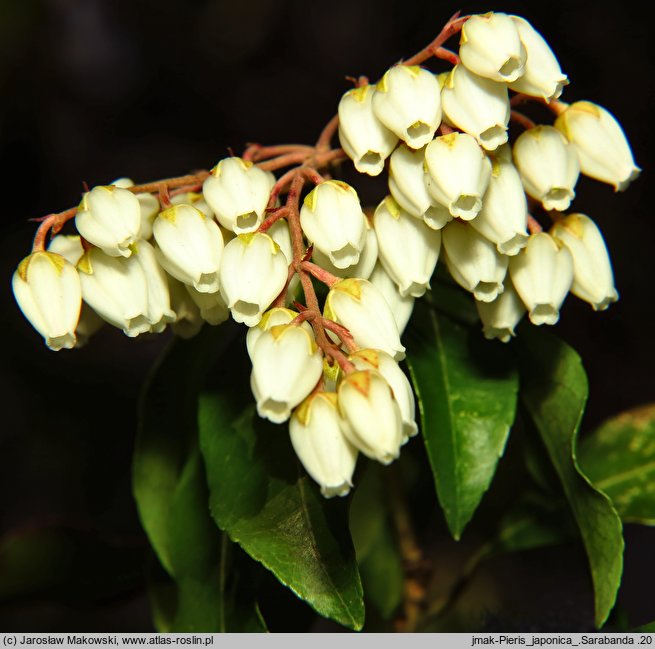 Pieris japonica Sarabanda