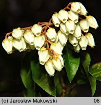 Pieris japonica Sarabanda