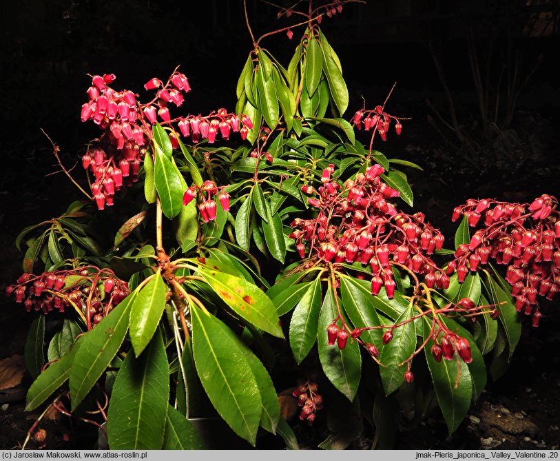 Pieris japonica Valley Valentine