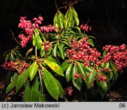 Pieris japonica Valley Valentine