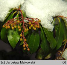 Pieris japonica (pieris japoński)