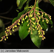 Pieris japonica (pieris japoński)