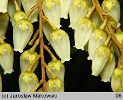 Pieris japonica (pieris japoński)