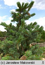 Pinus aristata