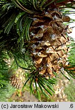 Pinus aristata