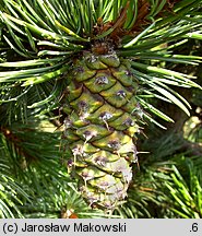 Pinus aristata