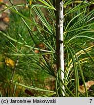 Pinus parviflora